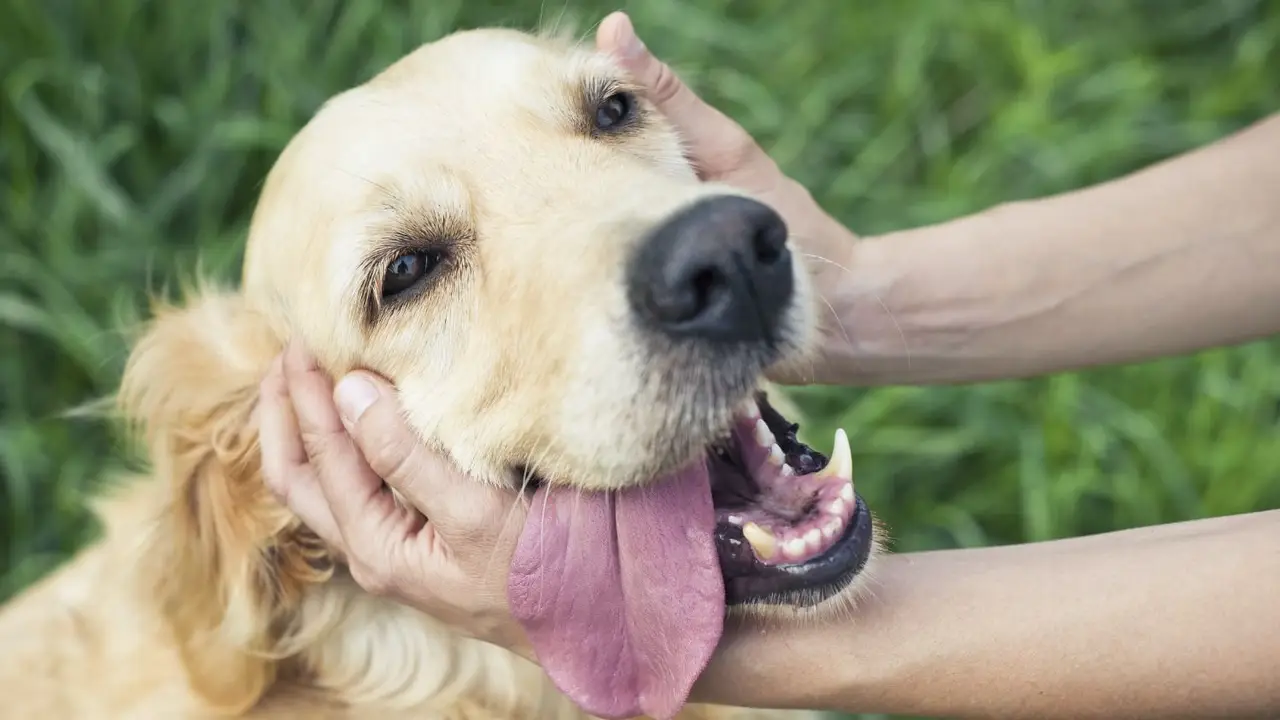 Cuál es el nuevo accesorio para mascotas. 