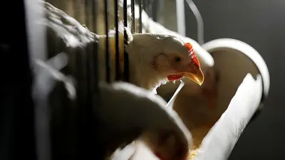 China reanudará las importaciones de aves de corral del estado brasileño de Rio Grande do Sul China reanudará las importaciones de aves de corral del estado brasileño de Rio Grande do Sul