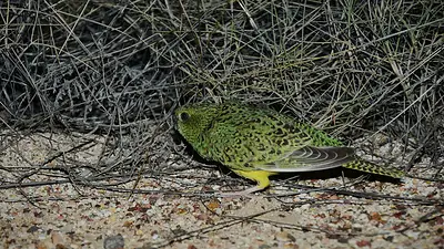 Loro nocturno australiano Loro nocturno australiano