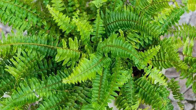 Es el aliado perfecto para el verano: por qué deberías plantar un helecho de Boston en tu casa Es el aliado perfecto para el verano: por qué deberías plantar un helecho de Boston en tu casa