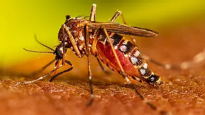 Con fondos provinciales y sin respaldo nacional, Misiones aseguró esquemas de vacunación contra el dengue Con fondos provinciales y sin respaldo nacional, Misiones aseguró esquemas de vacunación contra el dengue