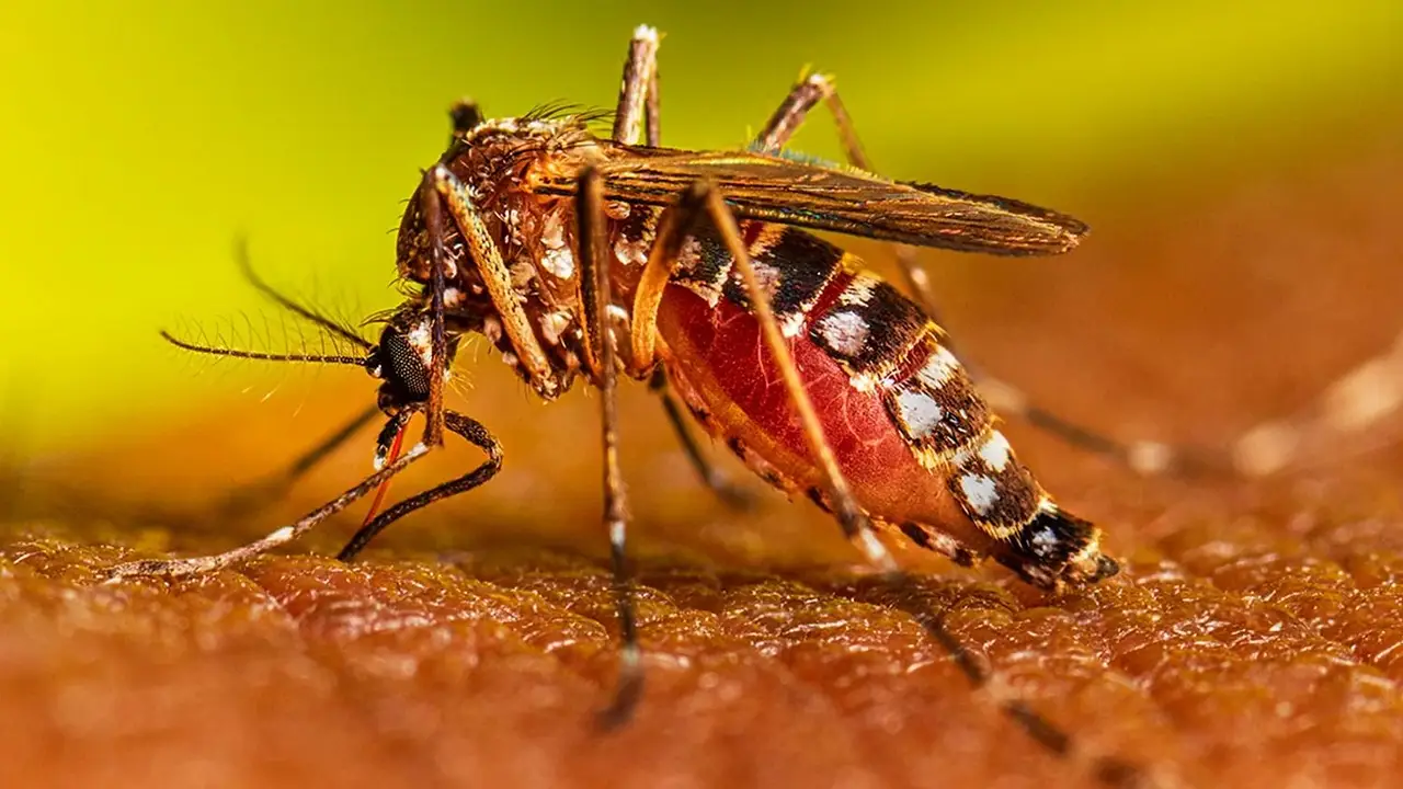 Con fondos provinciales y sin respaldo nacional, Misiones aseguró esquemas de vacunación contra el dengue