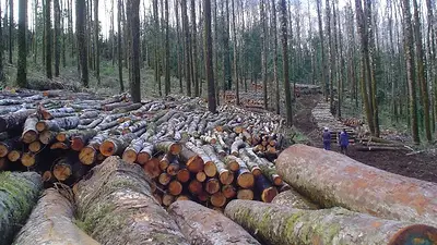 Suspenden la Ley de Bosques: peligra el sustento de 40 mil familias de Chaco Suspenden la Ley de Bosques: peligra el sustento de 40 mil familias de Chaco
