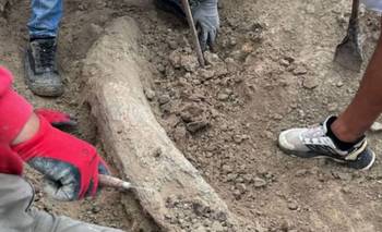 Encontraron un fósil de más de 100 mil años en una playa de la Costa | Arqueología