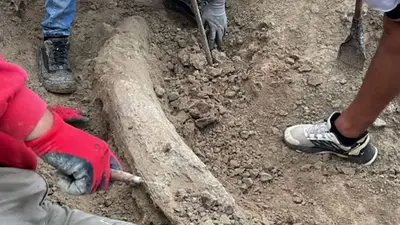 Encontraron un fósil de más de 100 mil años en una playa cercana a Miramar Encontraron un fósil de más de 100 mil años en una playa cercana a Miramar