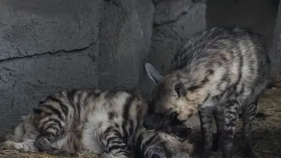 Zoo de Kiev lucha por mantener calientes a los animales mientras la ciudad sufre por crisis eléctrica Zoo de Kiev lucha por mantener calientes a los animales mientras la ciudad sufre por crisis eléctrica