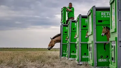 Así volvieron los últimos caballos salvajes del mundo: las fotos del National Geographic de los animales extinguidos que pasaron a la historia Así volvieron los últimos caballos salvajes del mundo: las fotos del National Geographic de los animales extinguidos que pasaron a la historia