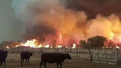 Incendios en La Pampa: ya son 170 mil hectáreas quemadas en tres meses Incendios en La Pampa: ya son 170 mil hectáreas quemadas en tres meses