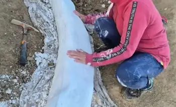 Hallan en Miramar un colmillo de elefante de más de 100 mil años | Hallazgo