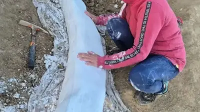De qué animal es el fósil que encontraron en Miramar. De qué animal es el fósil que encontraron en Miramar.