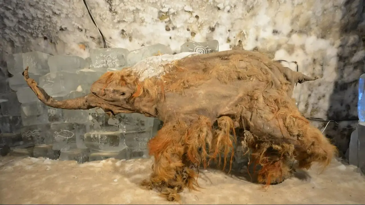 Increíble hallazgo: descubren el ARN más antiguo jamás encontrado en un mamut