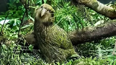 loro kākāpō loro kākāpō