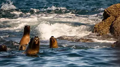 60 islas deshabitadas, ballenas y faros abandonados: la ruta de playas solitarias de la Patagonia para el verano 2026 60 islas deshabitadas, ballenas y faros abandonados: la ruta de playas solitarias de la Patagonia para el verano 2026