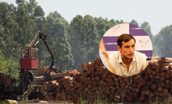 Misiones: el sector forestal apuntó contra el diputado Hartfield y su vínculo con LLA | Misiones