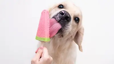 snacks helados para perros. snacks helados para perros.