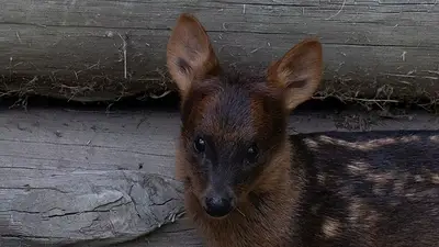 La nueva lista roja de animales amenazados en Argentina: cuáles podrían desaparecer y qué zonas son las más riesgosas La nueva lista roja de animales amenazados en Argentina: cuáles podrían desaparecer y qué zonas son las más riesgosas