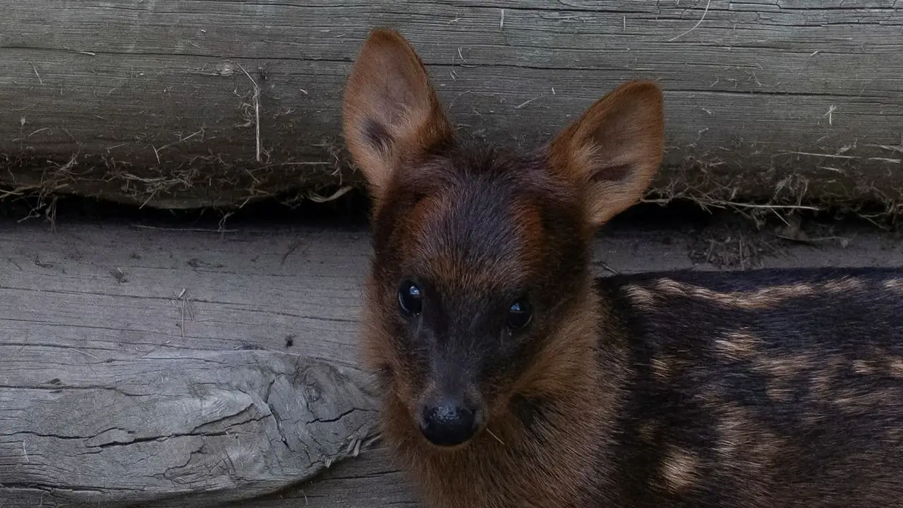 La nueva lista roja de animales amenazados en Argentina: cuáles podrían desaparecer y qué zonas son las más riesgosas