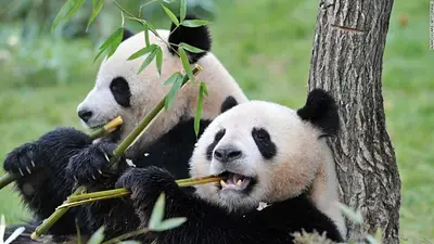 Por qué los pandas se fueron de Japón. Por qué los pandas se fueron de Japón.