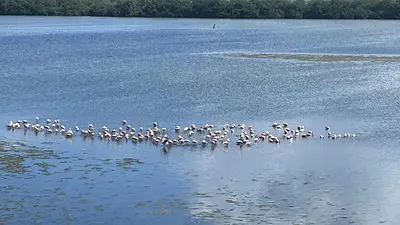Flamencos rosados en Colombia. Flamencos rosados en Colombia.