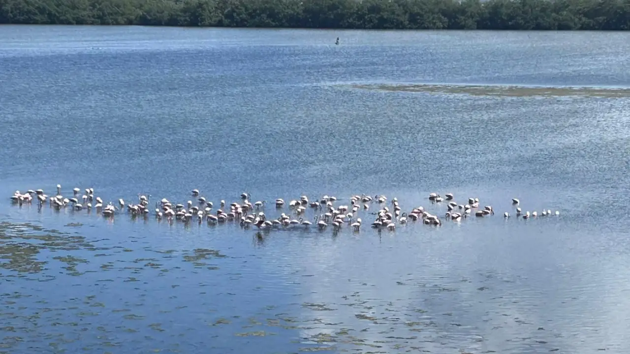 Flamencos rosados en Colombia.