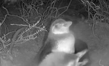 Furor por streaming del CONICET: transmiten la temporada reproductiva de pingüinos | Conicet