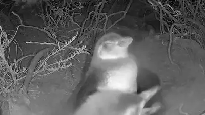 Furor por un nuevo streaming del CONICET: transmiten la temporada reproductiva de los pingüinos de Magallanes Furor por un nuevo streaming del CONICET: transmiten la temporada reproductiva de los pingüinos de Magallanes