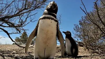 pingüinos pingüinos