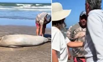 Un hombre molestó a un lobo marino en La Lucila del Mar y generó indignación | Costa atlántica