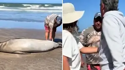 Un hombre molestó a un lobo marino en La Lucila del Mar y generó indignación Un hombre molestó a un lobo marino en La Lucila del Mar y generó indignación