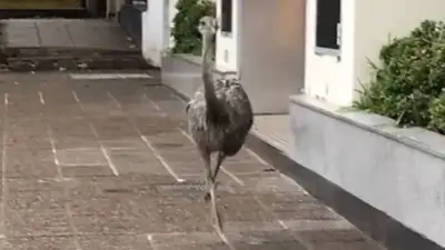 Por qué había un ñandú corriendo en Merlo. Por qué había un ñandú corriendo en Merlo.