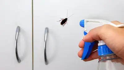 Cuál es el truco casero para ahuyentar cucarachas. Cuál es el truco casero para ahuyentar cucarachas.