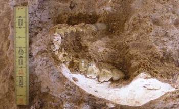 Vivió hace 770.000 años: hallan nuevos restos del antepasado del homo sapiens que cambian  | Ciencia 