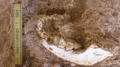 Vivió hace 770.000 años: hallan nuevos restos del antepasado del homo sapiens que cambian la historia Vivió hace 770.000 años: hallan nuevos restos del antepasado del homo sapiens que cambian la historia
