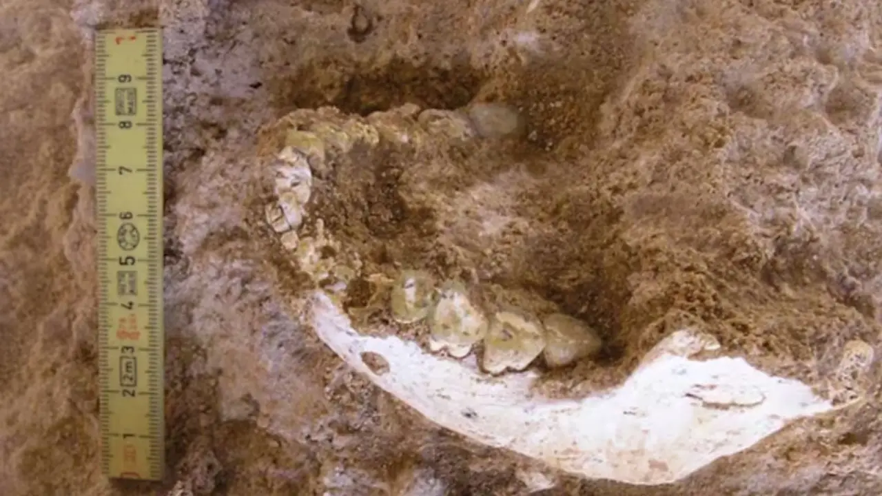 Vivió hace 770.000 años: hallan nuevos restos del antepasado del homo sapiens que cambian la historia