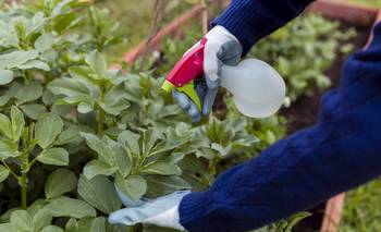 Qué no hacer con tus plantas en febrero: el error que muchos cometen | Plantas