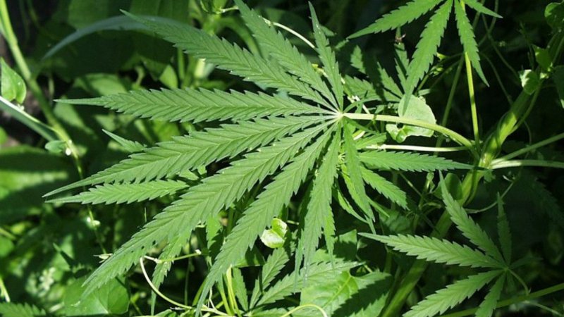 Jamaica: el Parlamento aprueba despenalizar el consumo de marihuana