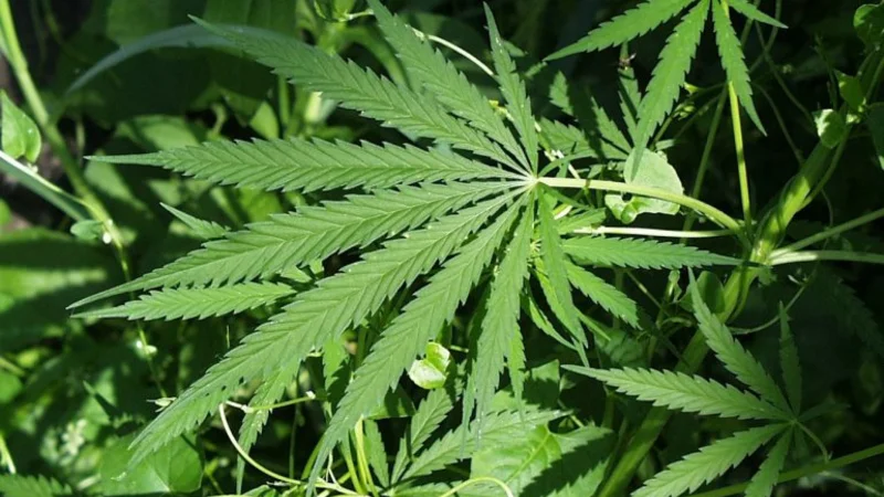 Jamaica: el Parlamento aprueba despenalizar el consumo de marihuana