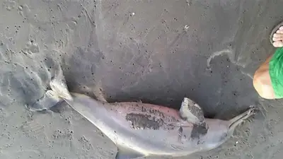 VIDEO | Así sacaban al delfín en Santa Teresita VIDEO | Así sacaban al delfín en Santa Teresita