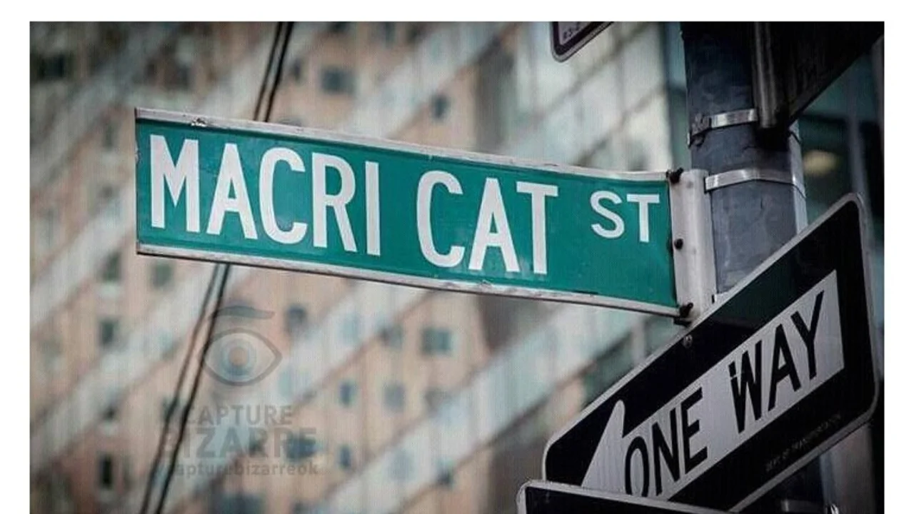 La increíble campaña para que Google traduzca "Macri gato"
