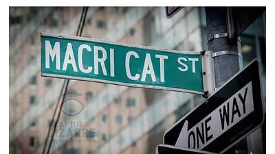 Se conmemoró "el Día del Gato" y las redes estallaron en memes de Macri Se conmemoró "el Día del Gato" y las redes estallaron en memes de Macri