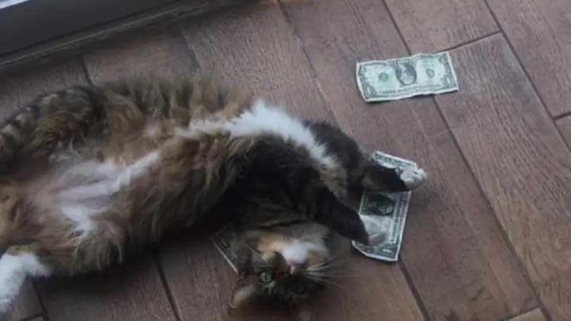 A lo Robin Hood, un gato roba dinero a extraños por una buena causa