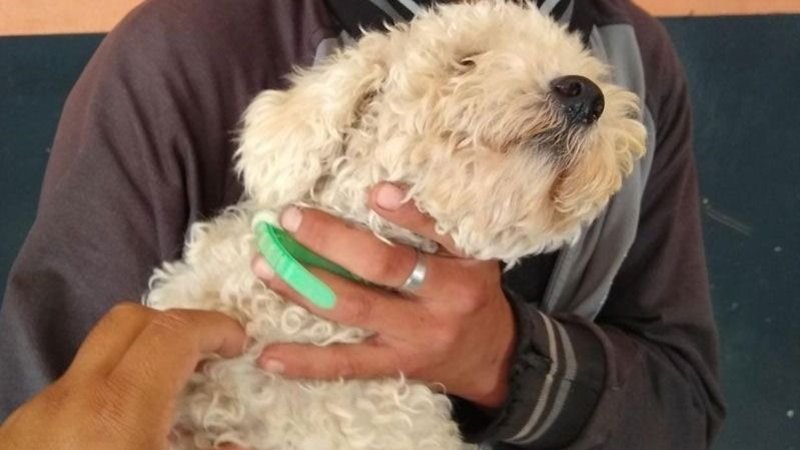 Robó un caniche para su novia en el día de los enamorados y lo atraparon
