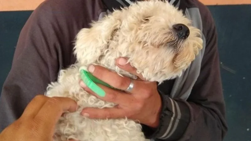 Robó un caniche para su novia en el día de los enamorados y lo atraparon