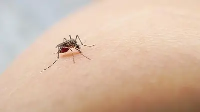 Un hombre murió por dengue en Provincia de Buenos Aires Un hombre murió por dengue en Provincia de Buenos Aires