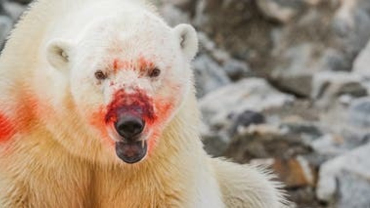 Los osos polares recurren cada vez más al caníbalismo por los desastres naturales y la falta de comida