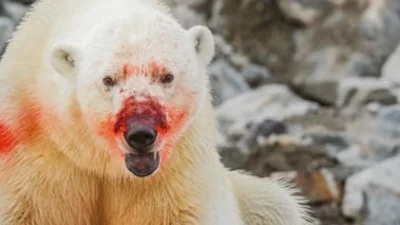 Los osos polares recurren cada vez más al caníbalismo por los desastres naturales y la falta de comida Los osos polares recurren cada vez más al caníbalismo por los desastres naturales y la falta de comida