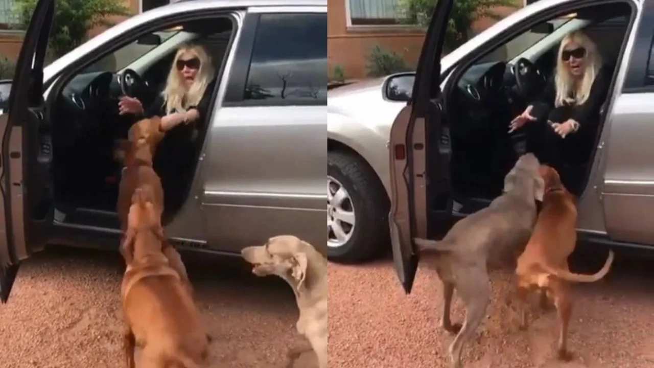 Susana Giménez y el efusivo recibimiento de sus perros