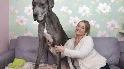 Tristeza en el mundo de las mascotas: murió Freddy, el perro más grande y alto del mundo Tristeza en el mundo de las mascotas: murió Freddy, el perro más grande y alto del mundo