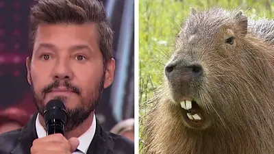 Marcelo Tinelli, víctima de una invasión de carpinchos en su casa de Nordelta Marcelo Tinelli, víctima de una invasión de carpinchos en su casa de Nordelta
