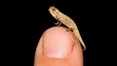 El camaleón más pequeño del mundo fue hallado en Madagascar El camaleón más pequeño del mundo fue hallado en Madagascar